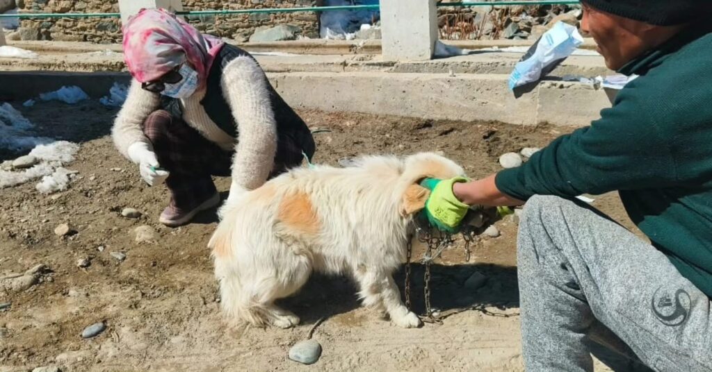 Disease Outbreak Reported in Dogs in Zanskar; Animal Husbandry Department Initiates Preventive Measures