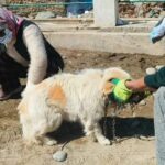 Disease Outbreak Reported in Dogs in Zanskar; Animal Husbandry Department Initiates Preventive Measures