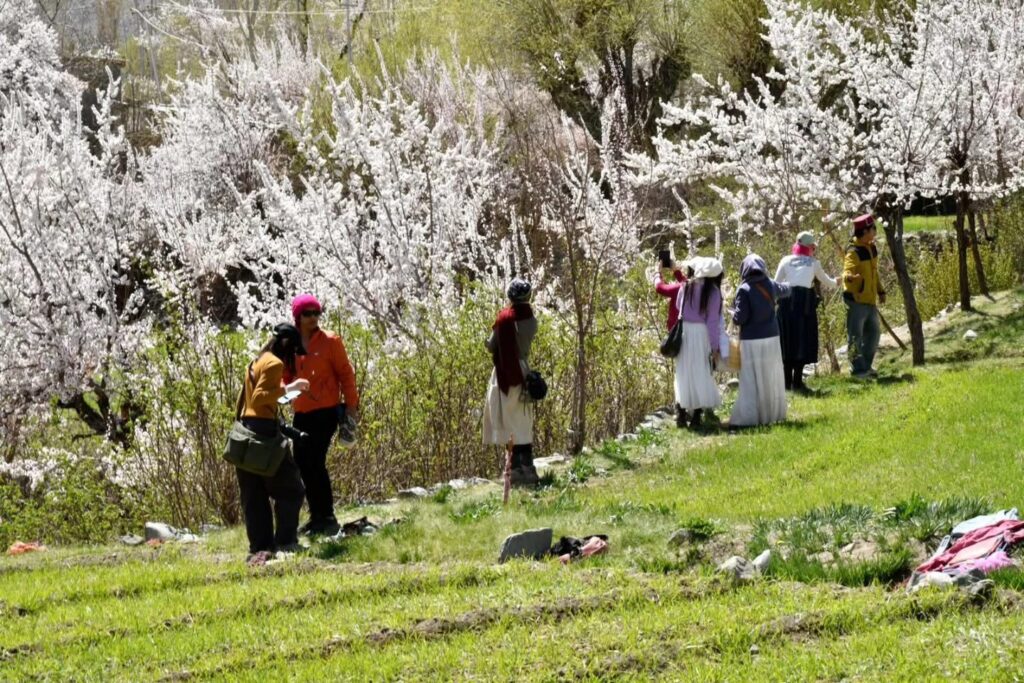 Goma Minjee Blooms with festivity as Apricot Blossom Festival 2026 concludes in Kargil