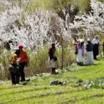 Goma Minjee Blooms with festivity as Apricot Blossom Festival 2026 concludes in Kargil