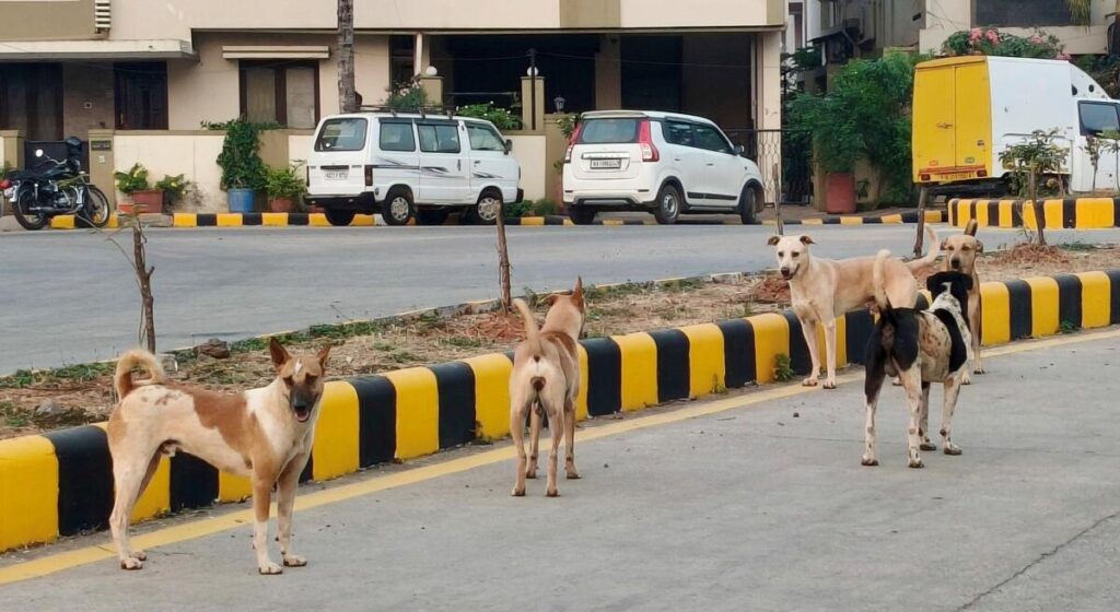 Supreme Court Refuses to Modify Order on Removal of Stray Dogs from Public Institutions