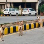 Supreme Court Refuses to Modify Order on Removal of Stray Dogs from Public Institutions