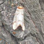 New invasive moth threatens Ladakh’s farm-based economy
