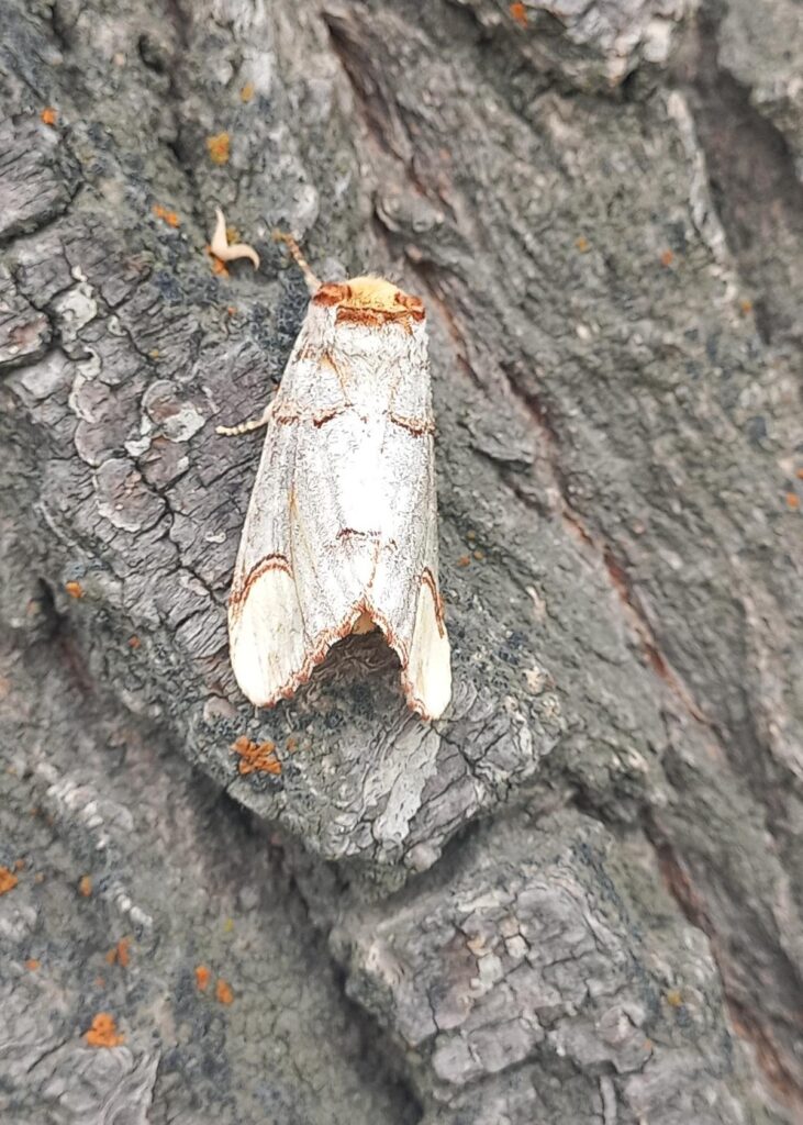 New invasive moth threatens Ladakh’s farm-based economy