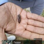 Invasive Buff-Tip Moth Threatens Ladakh’s Fragile Ecosystem, Study Warns